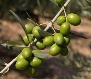 frutos del bierzo productos valle del oza godello